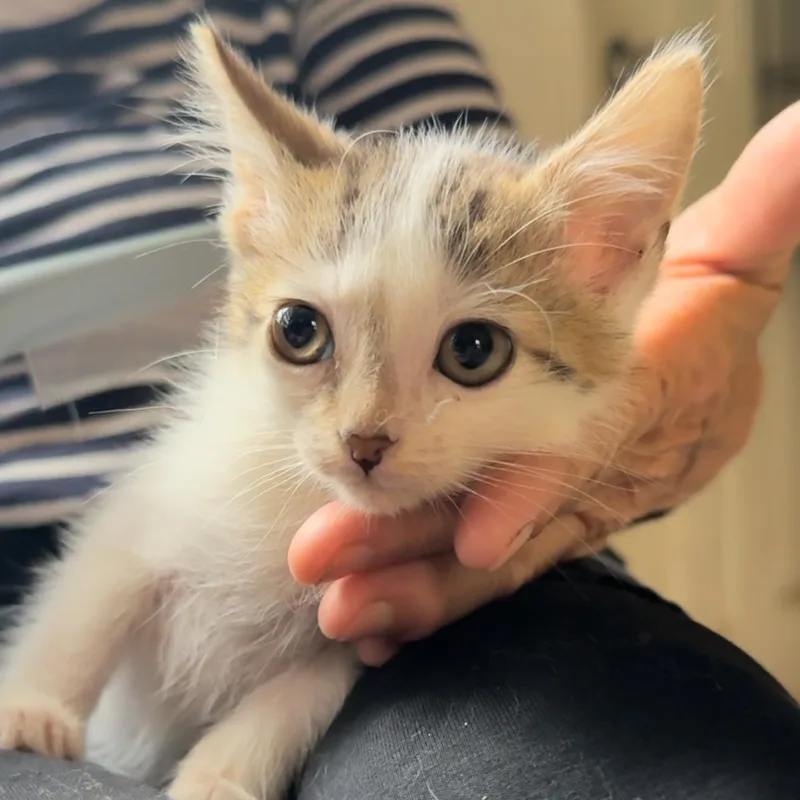 Franklin thumbnail 4