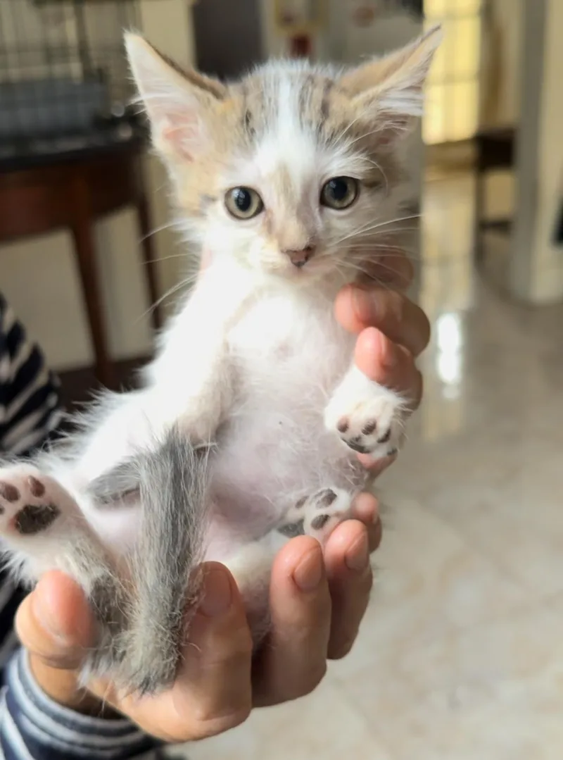 Franklin thumbnail 5