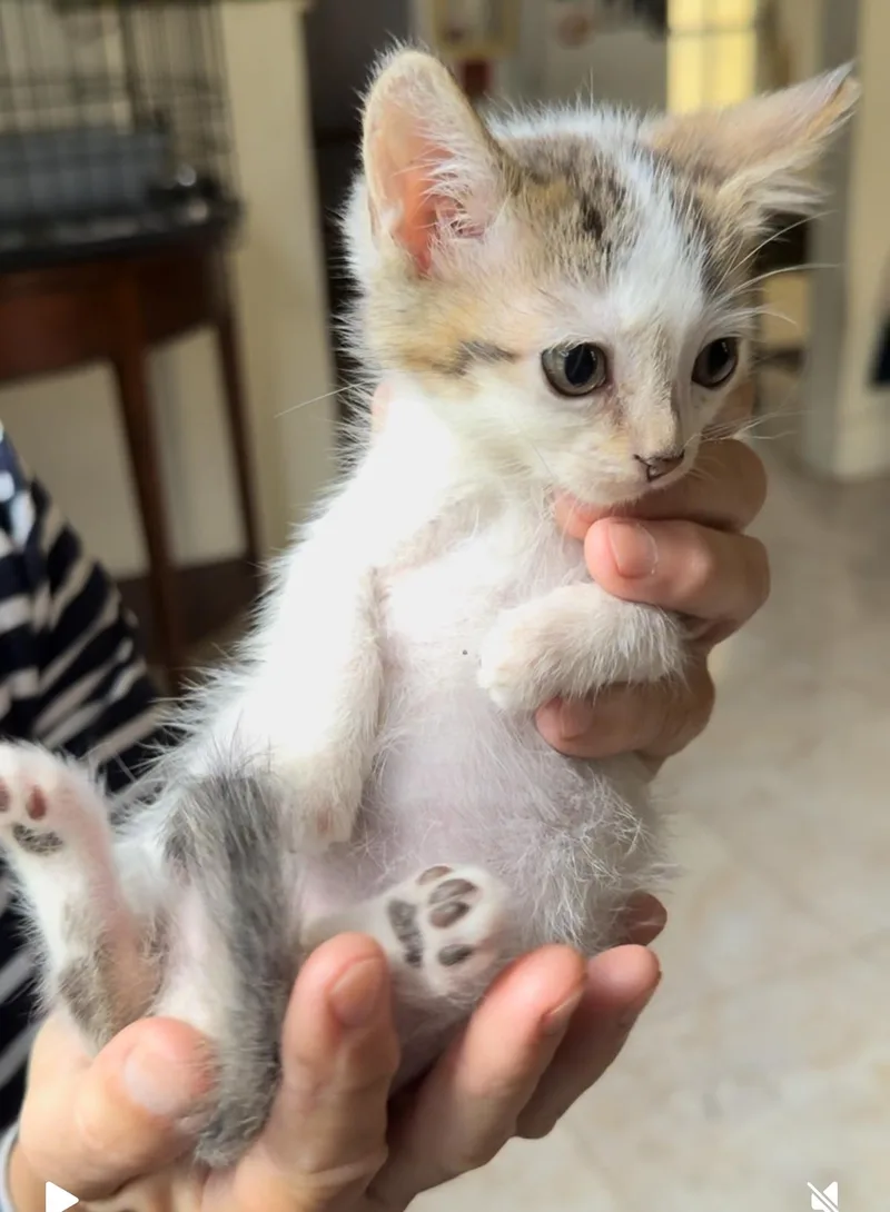 Franklin thumbnail 6