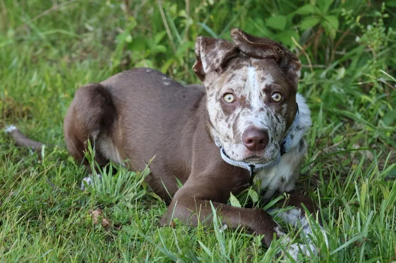 A baby medium-sized male Mixed Breed dog named Toby for adoption in Columbia, TN