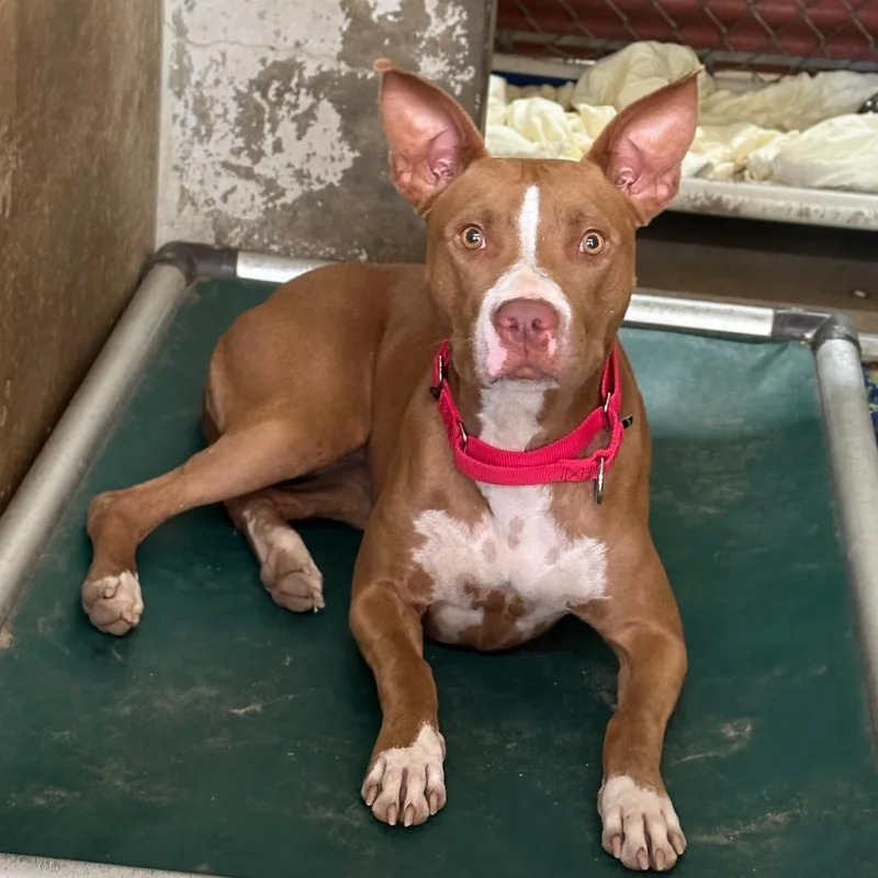 An adult medium-sized female Red / Chestnut / Orange Pit Bull Terrier dog named Hazelnut for adoption in Austin, TX