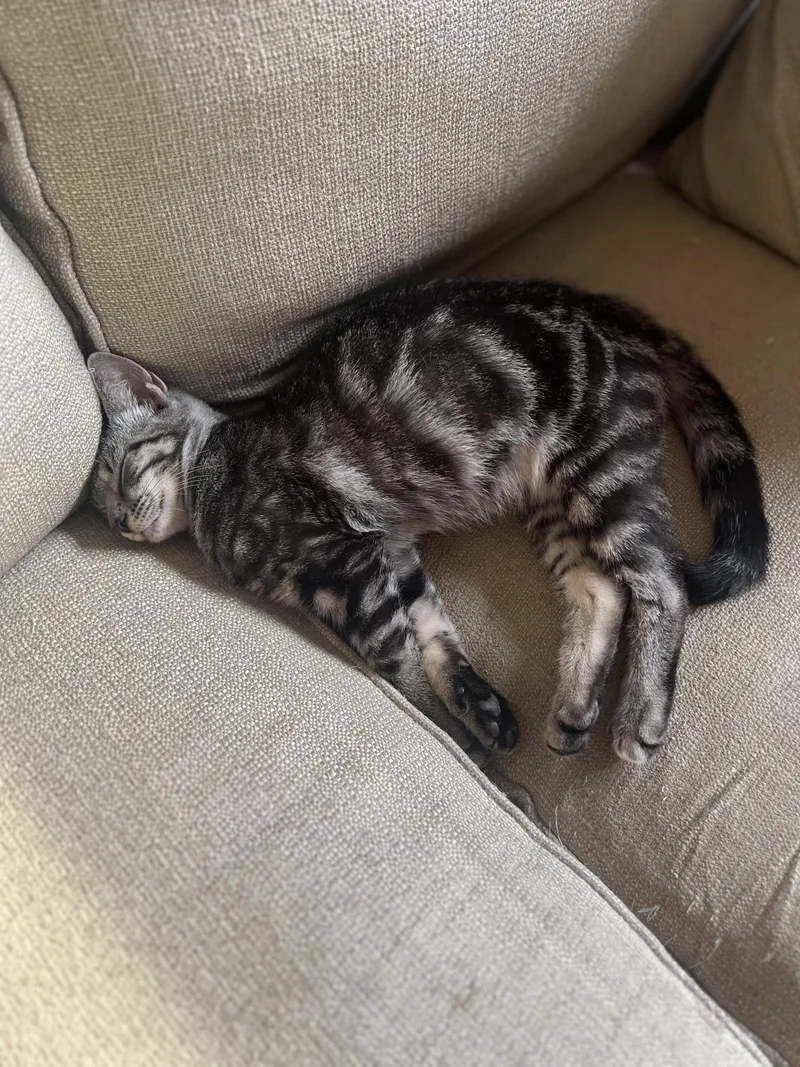 Corby  Curious Sweet thumbnail 2