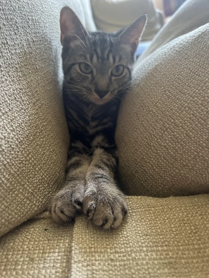 Corby  Curious Sweet thumbnail 3