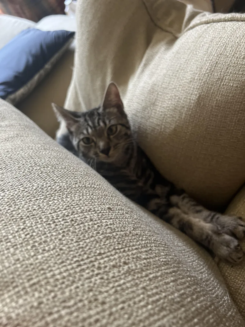 Corby  Curious Sweet