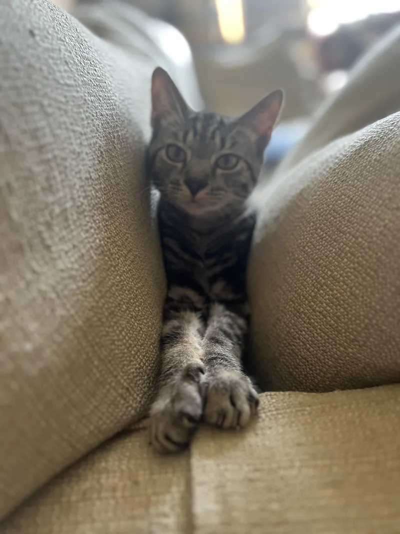 Corby  Curious Sweet thumbnail 4