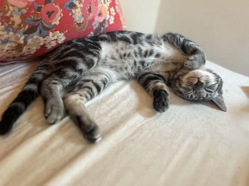 Corby  Curious Sweet thumbnail 5