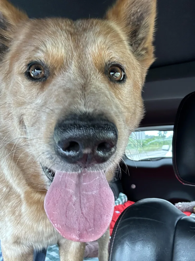 A young medium-sized male Merle (Red) Cattle Dog dog named Drake for adoption in Magnolia, TX