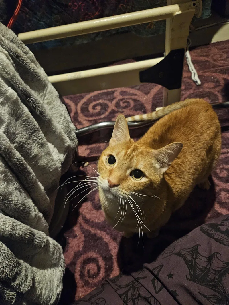 An adult medium-sized male Orange / Red Domestic Short Hair cat named Mookie for adoption in Fort Collins, CO