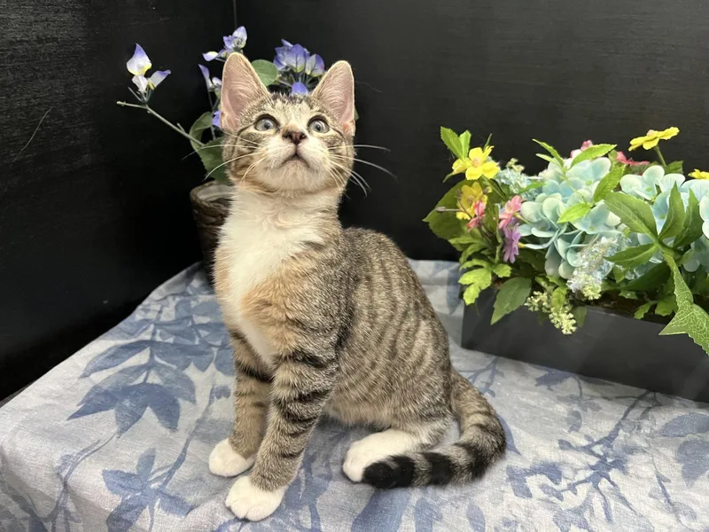 Lambert