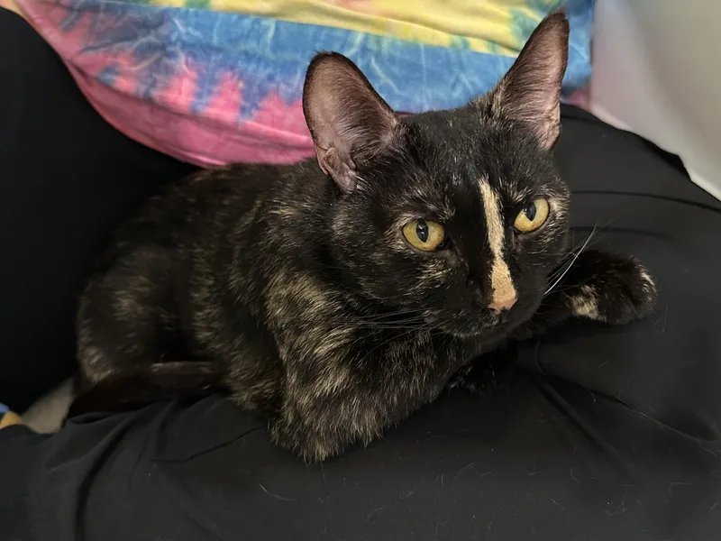 An adult small-sized female Black Domestic Short Hair cat named Smore for adoption in Columbus, OH