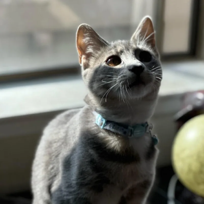 A baby small-sized female Gray / Blue / Silver Domestic Short Hair cat named Sabine for adoption in Sunnyvale, CA