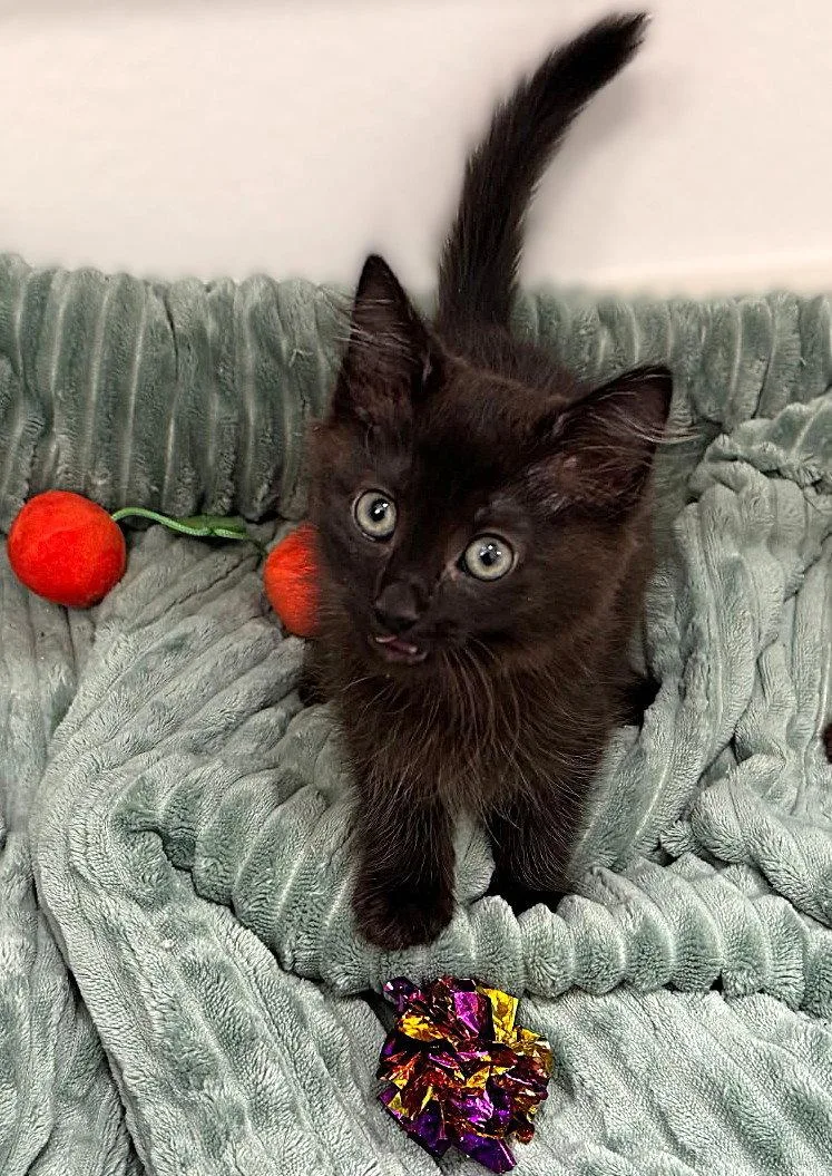 A baby medium-sized male Domestic Medium Hair cat named Eros for adoption in Fort Myers, FL