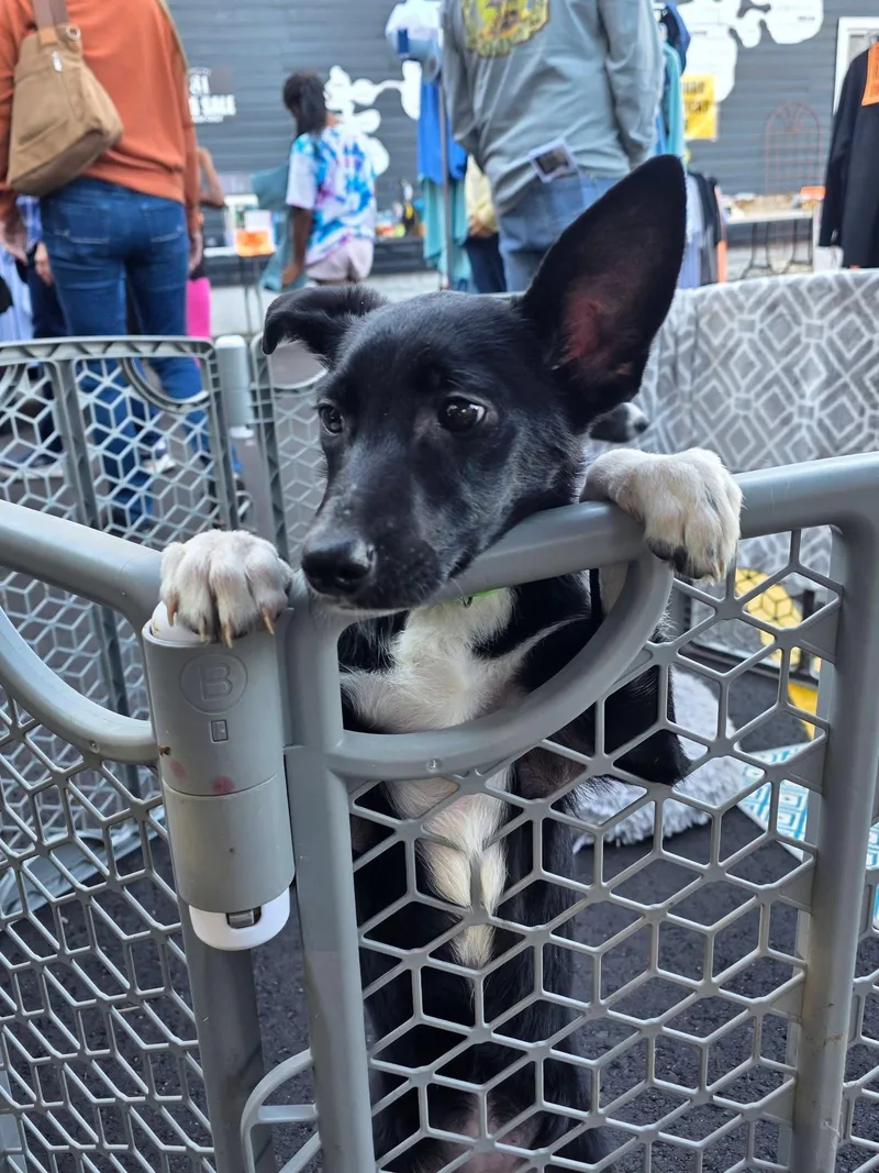 A baby medium-sized female Australian Cattle Dog / Blue Heeler dog named Ruth for adoption in New London, WI