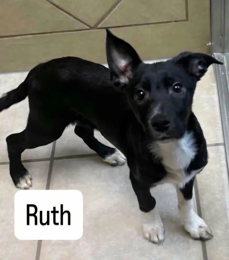 Ruth thumbnail 2