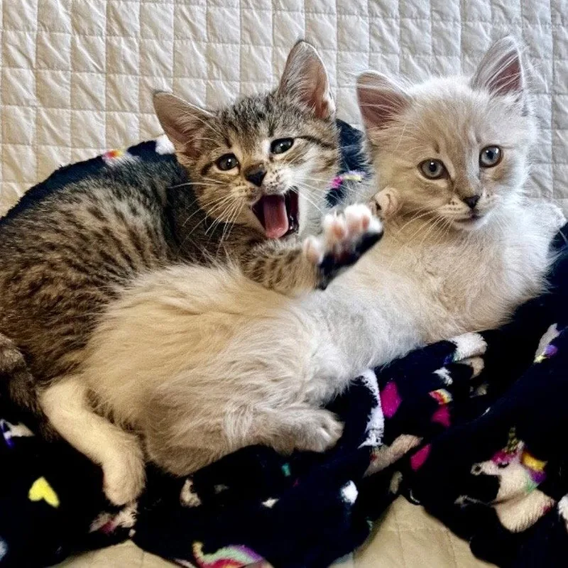 A baby small-sized female Brown / Chocolate Domestic Short Hair cat named Mango for adoption in Oakland, CA