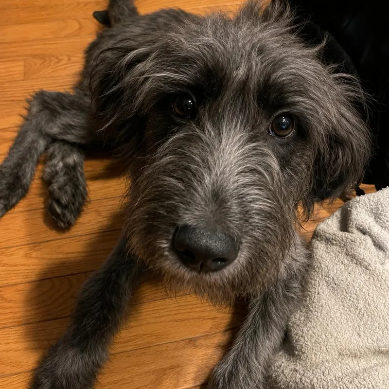 Arlo