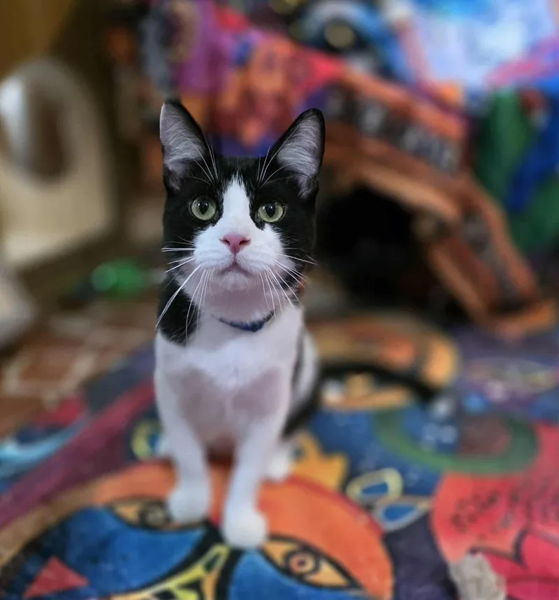 A baby medium-sized male Domestic Short Hair cat named Puddles for adoption in Cumberland, ME