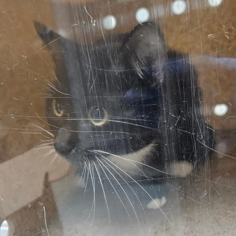 A young medium-sized male Black Domestic Short Hair cat named Daniel for adoption in Philadelphia, PA