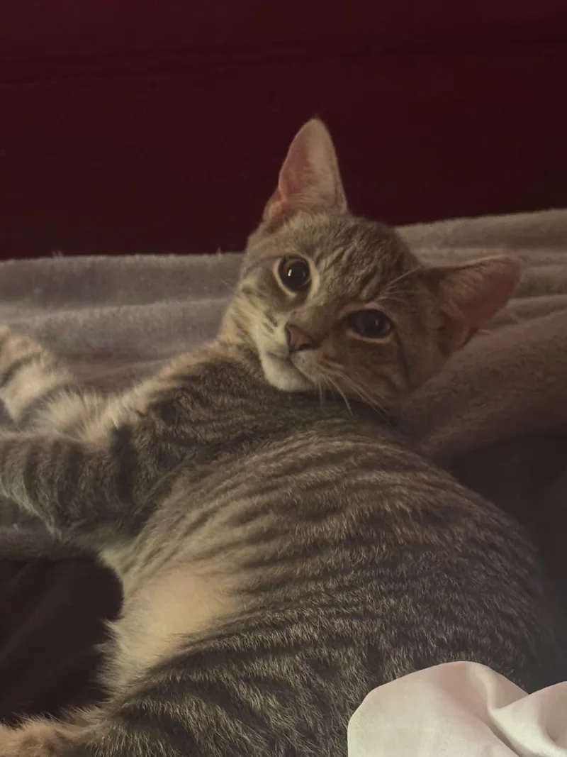 A baby small-sized female American Shorthair cat named Merle & Tammy for adoption in Highland Park, NJ