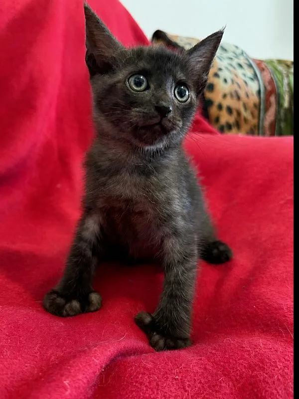 A baby small-sized male Domestic Short Hair cat named Batman for adoption in Saint Augustine, FL