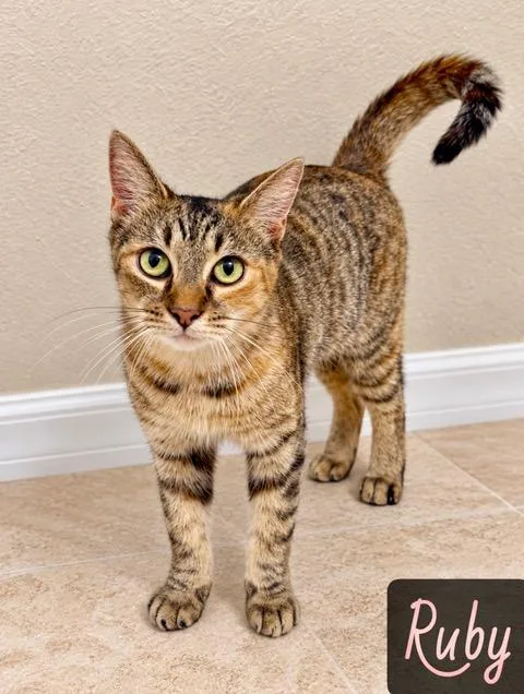 An adult medium-sized female Buff / Tan / Fawn Domestic Short Hair cat named Ruby for adoption in Englewood, FL