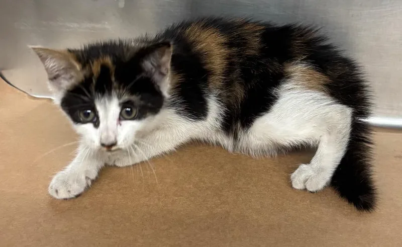 A baby large-sized female Domestic Short Hair cat named Velvet for adoption in Cartersville , GA