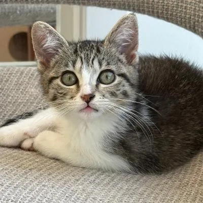 A baby medium-sized male Tabby (Brown / Chocolate) Domestic Short Hair cat named McKay for adoption in Mokena, IL