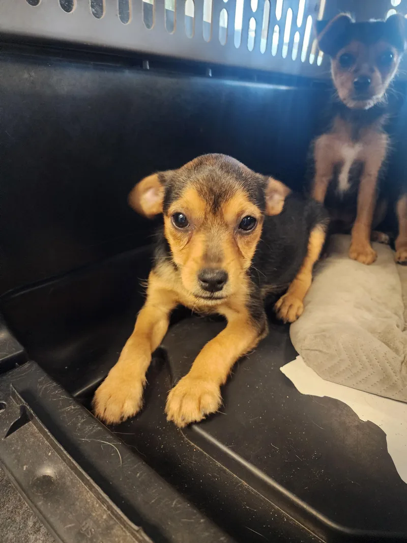 A baby small-sized male Yorkshire Terrier dog named Buddy for adoption in Los Angeles, CA