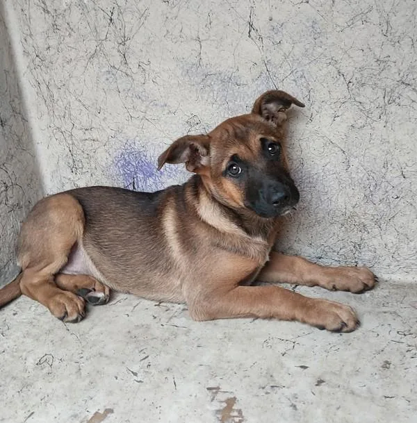 A baby small-sized female Shepherd dog named Little Lamb for adoption in Lafayette, LA