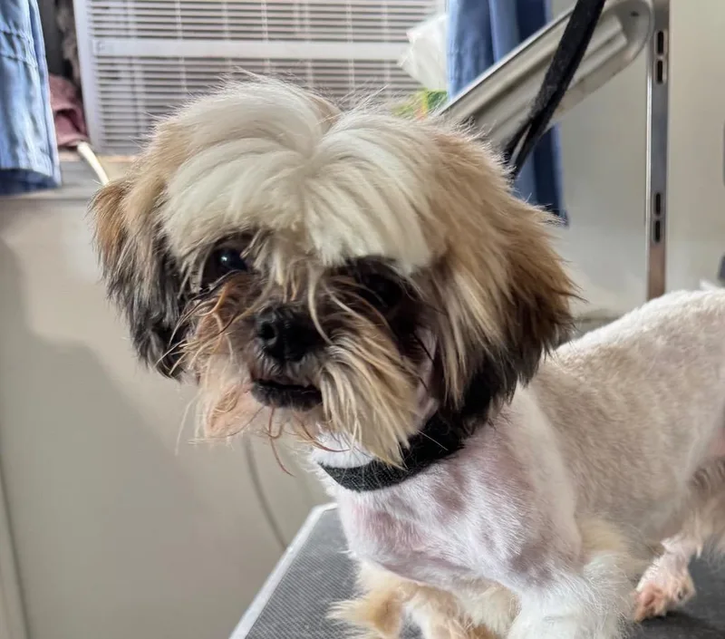 A young small-sized male Shih Tzu dog named Stevie for adoption in Claremore, OK