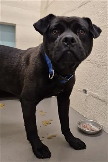 Otto