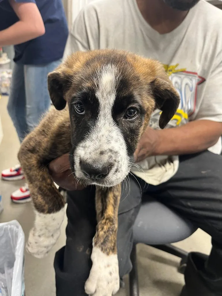 A baby medium-sized female Boxer dog named Molly for adoption in Hopkinsville, KY