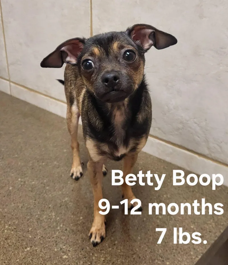 A young small-sized female Bicolor Chihuahua dog named Betty Boop for adoption in Salisbury, NC