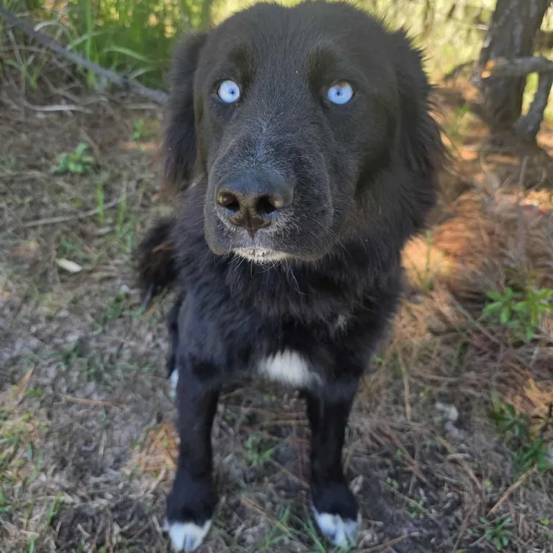 A young medium-sized male Black Border Collie dog named Dreamer for adoption in Foley, AL