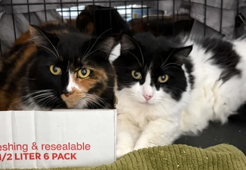 An adult large-sized female Domestic Long Hair cat named Cora and Zoe for adoption in Westfield, MA