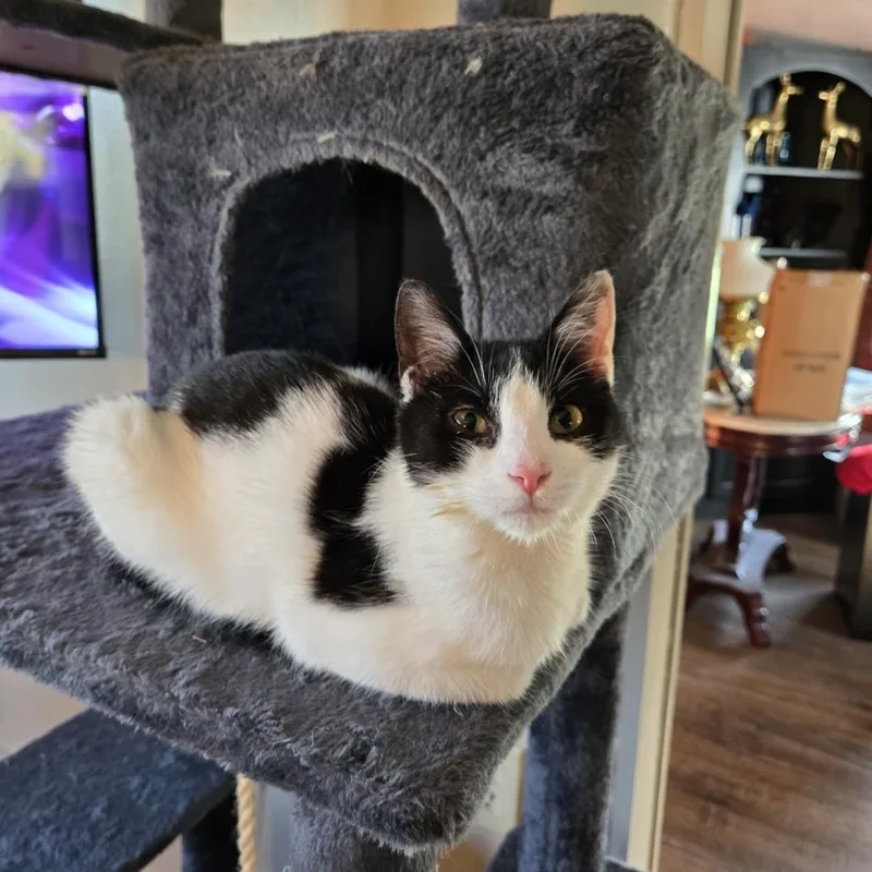 A young medium-sized female White Domestic Short Hair cat named Piper ARC for adoption in Akron, NY