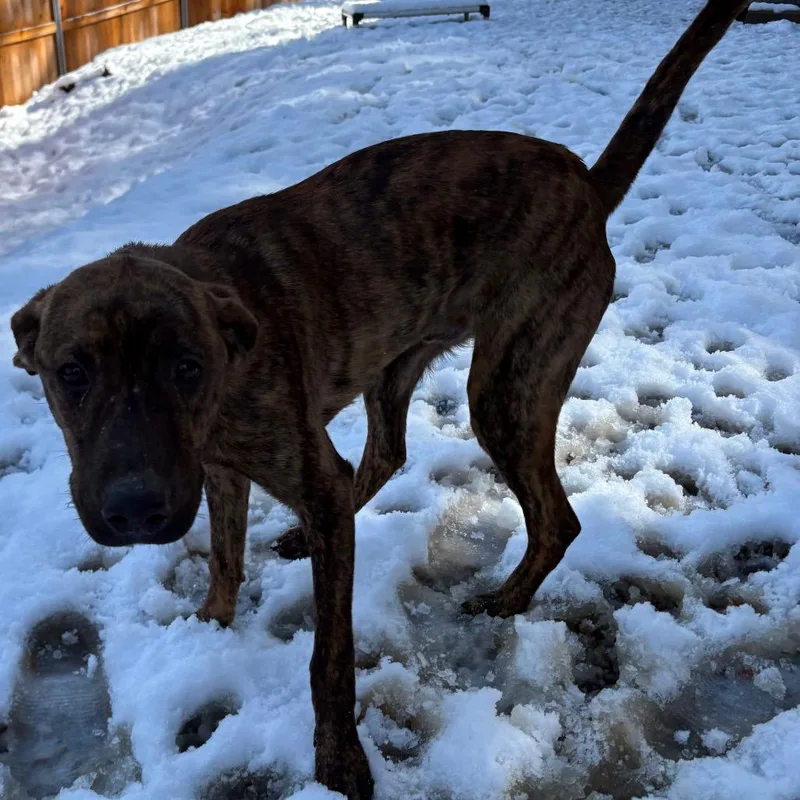 A young large-sized male Brown / Chocolate Catahoula Leopard Dog dog named Mister for adoption in Reno, NV
