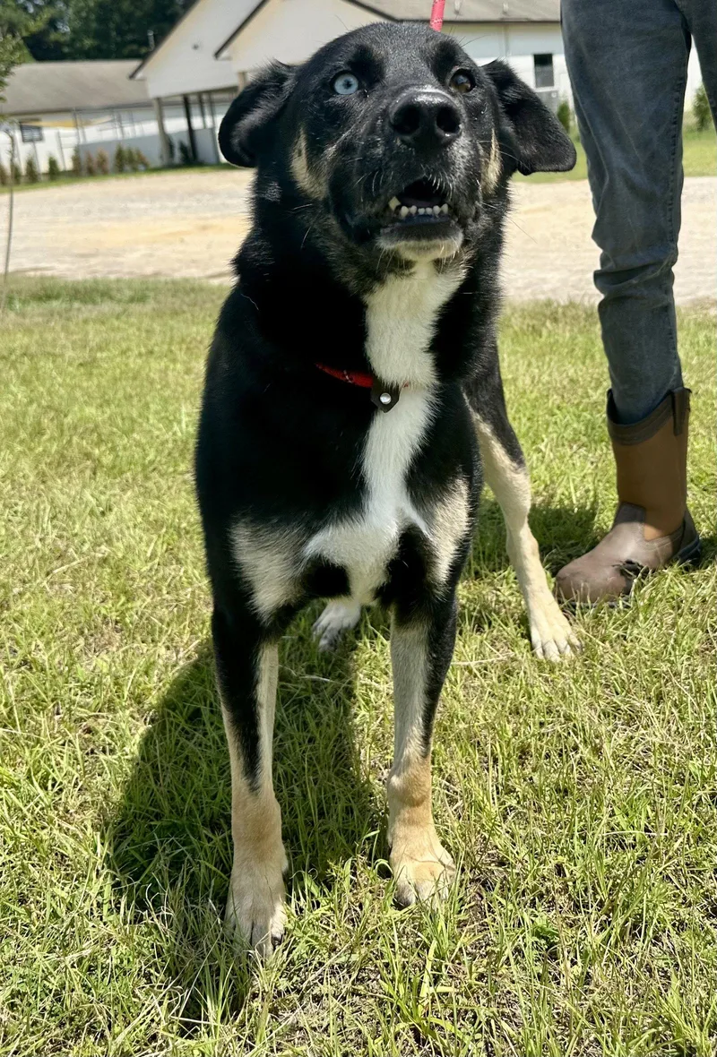 An adult large-sized male Shepherd dog named Caleb Dixon for adoption in Rockaway, NJ