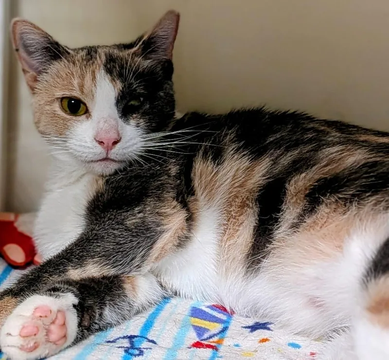 A baby medium-sized female Domestic Short Hair cat named Martina for adoption in St. Augustine, FL