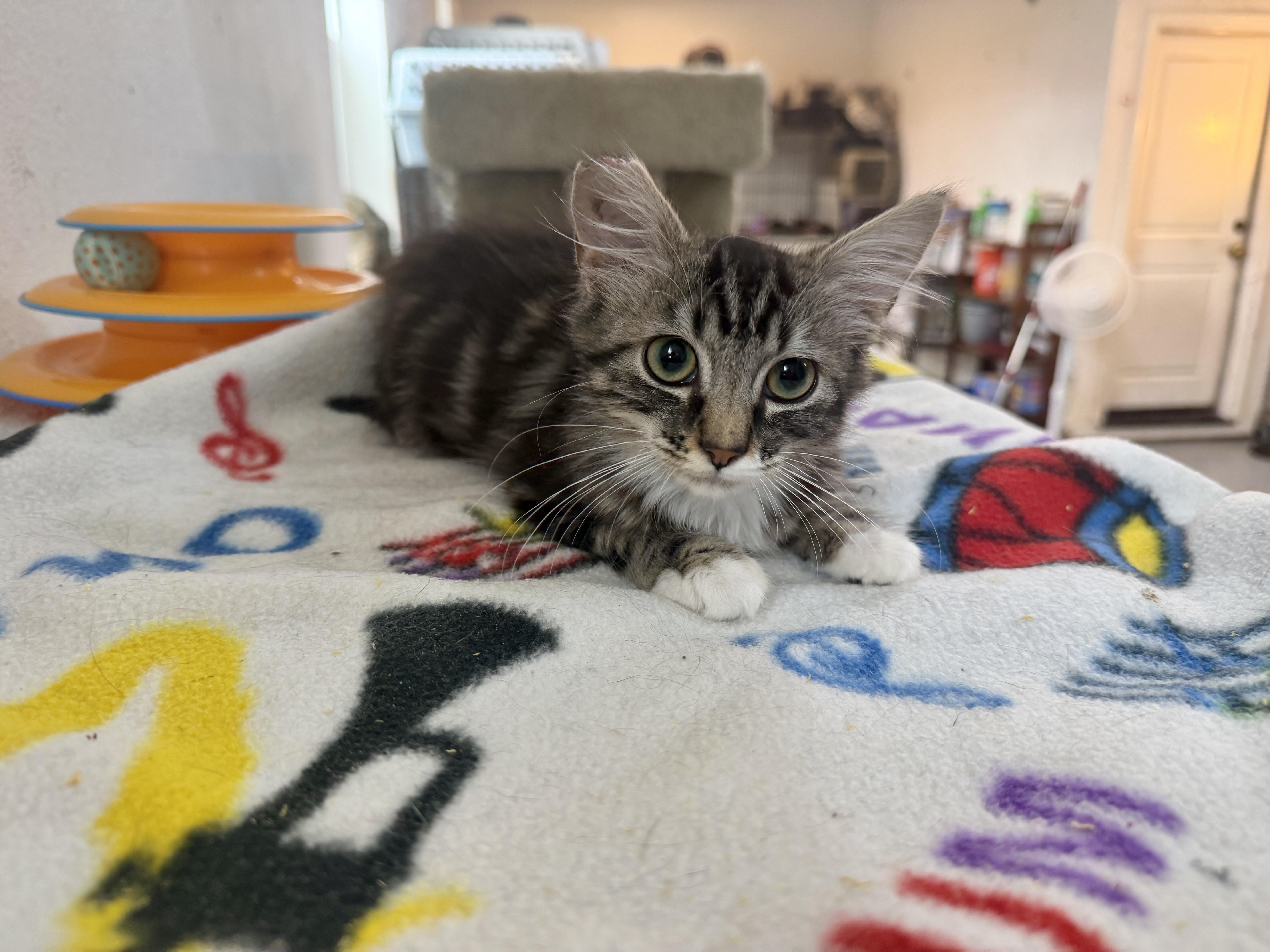 Mimi