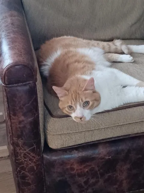 A senior large-sized male Domestic Short Hair cat named Joey for adoption in Haw River, NC