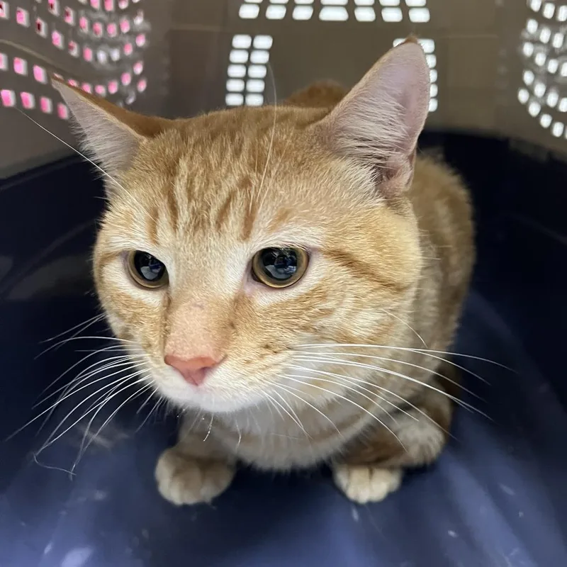 A young medium-sized male Orange / Red Domestic Short Hair cat named Lion for adoption in Newark, NJ
