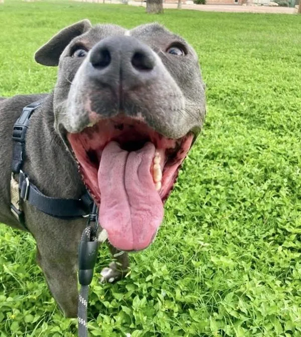 A young large-sized male Mixed Breed dog named Hugo for adoption in Austin, TX