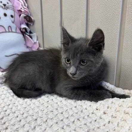 A baby small-sized male Gray / Blue / Silver Domestic Short Hair cat named Nigel for adoption in Hawthorne, CA