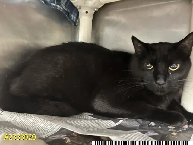 An adult medium-sized male Domestic Short Hair cat named Little Bit for adoption in West Palm Beach, FL