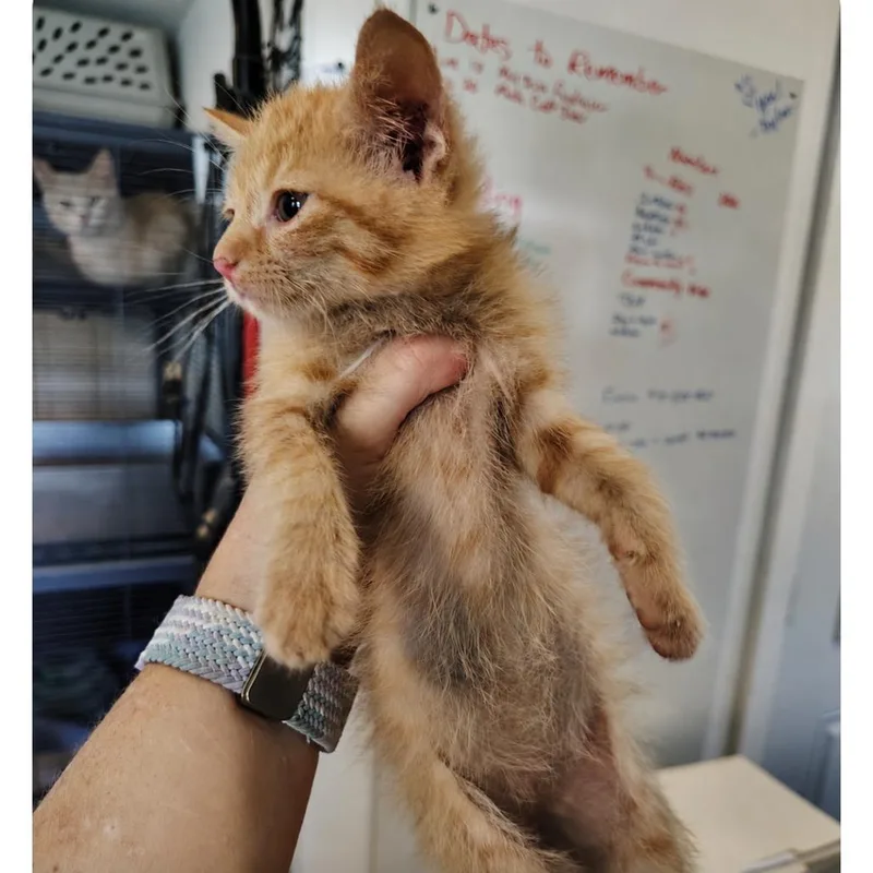 A baby small-sized male Orange / Red Domestic Short Hair cat named Frito for adoption in Osawatomie, KS