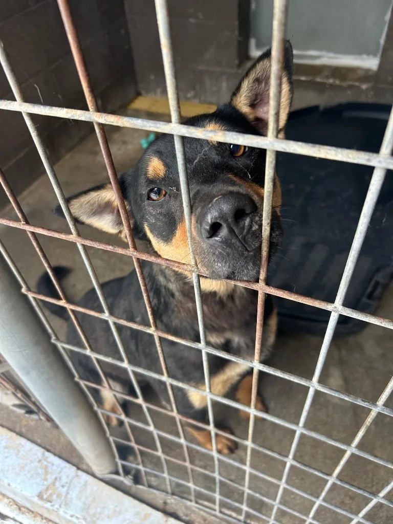 An adult medium-sized male Mixed Breed dog named Ranger for adoption in Russellville, KY