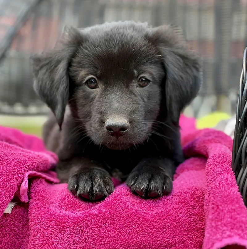 A baby medium-sized female Black Mixed Breed dog named Sizzle for adoption in Mt Pleasant, SC