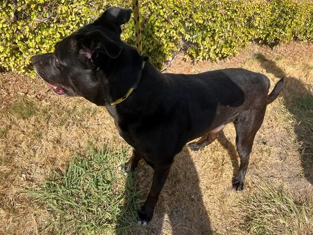 An adult large-sized male Pit Bull Terrier dog named Comet for adoption in Garland, TX