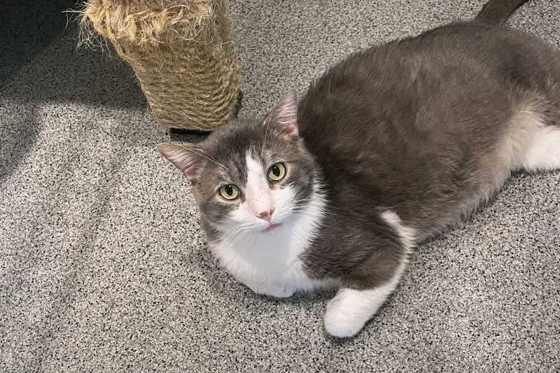 An adult extra large-sized male Domestic Short Hair cat named Thomas for adoption in Lincoln, NE